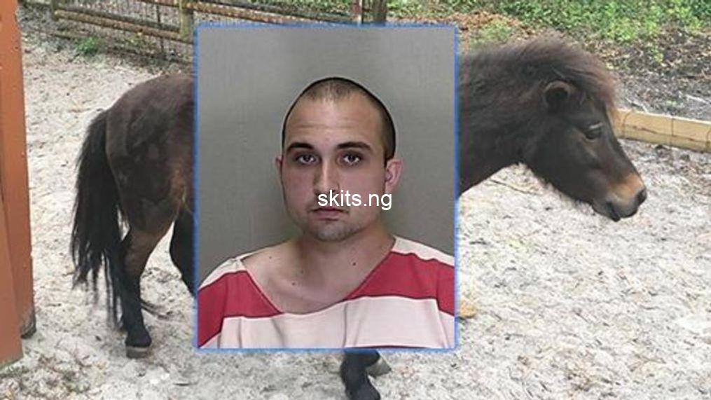 Man admits having sex with a shetland pony horse after breaking into farm to carry out the abuse