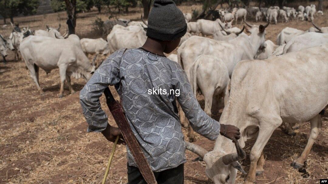 Uproar as fulani herdsmen are filmed uprooting cassava to feed their cows photos
