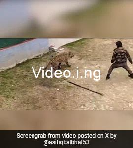 Man wrestles leopard with bare hands after it attacked him video