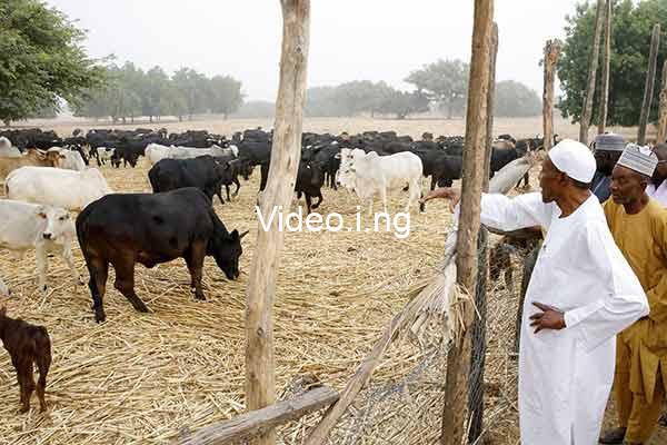 Farmers want buhariaiye the axemennaija casava queendozy new hushpuppy