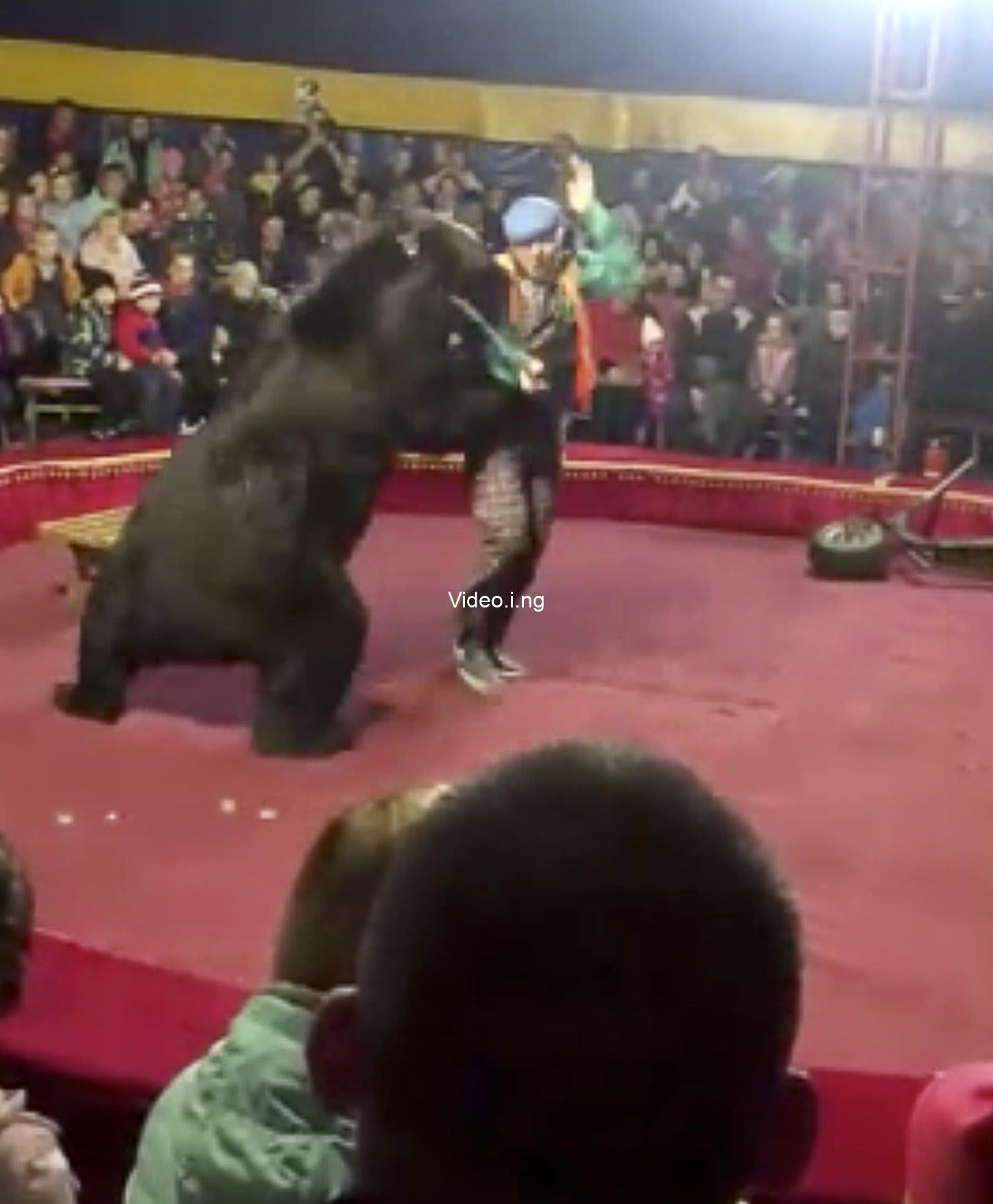 Bear attacks trainer in front of audience after being forced to ride hoverboard video