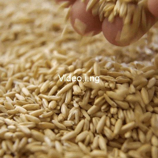 Islam alcohol where does nbl guiness source their local barley wheat corn for production