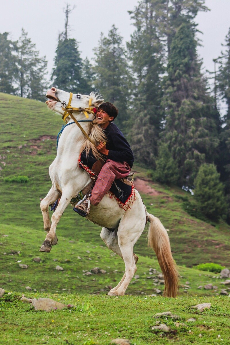 Drphotographer horse 10079930 1920.jpg