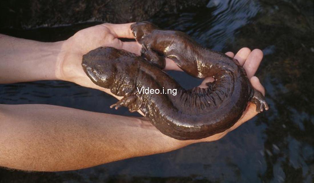 Hellbender