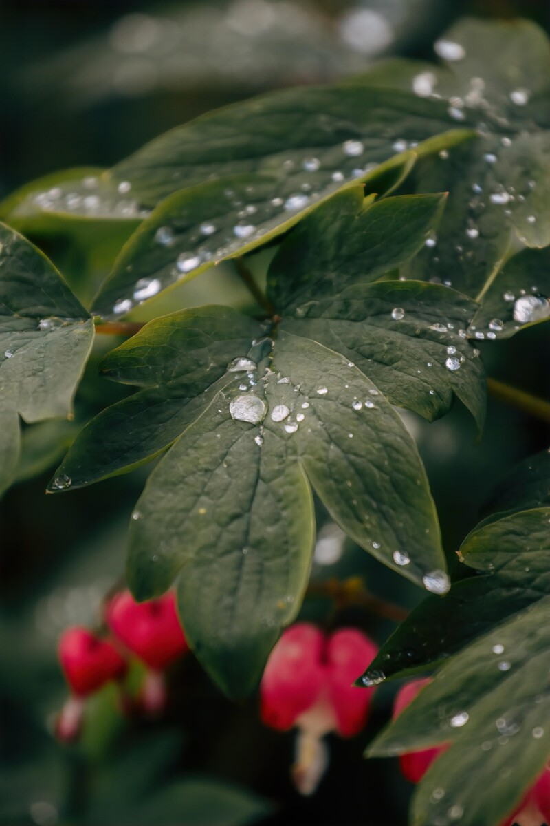 Jwvein leaves 8909200 1920.jpg