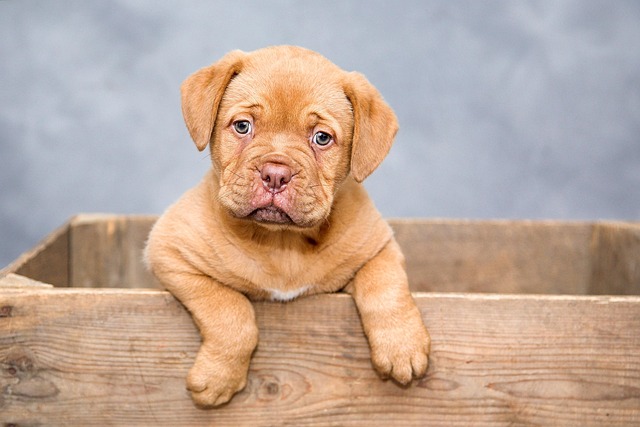 Vlaaitje puppy 1047521 640.jpg