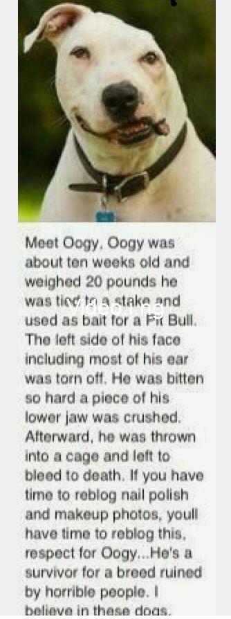 Hundreds of puppies called me father but i trained them to kill