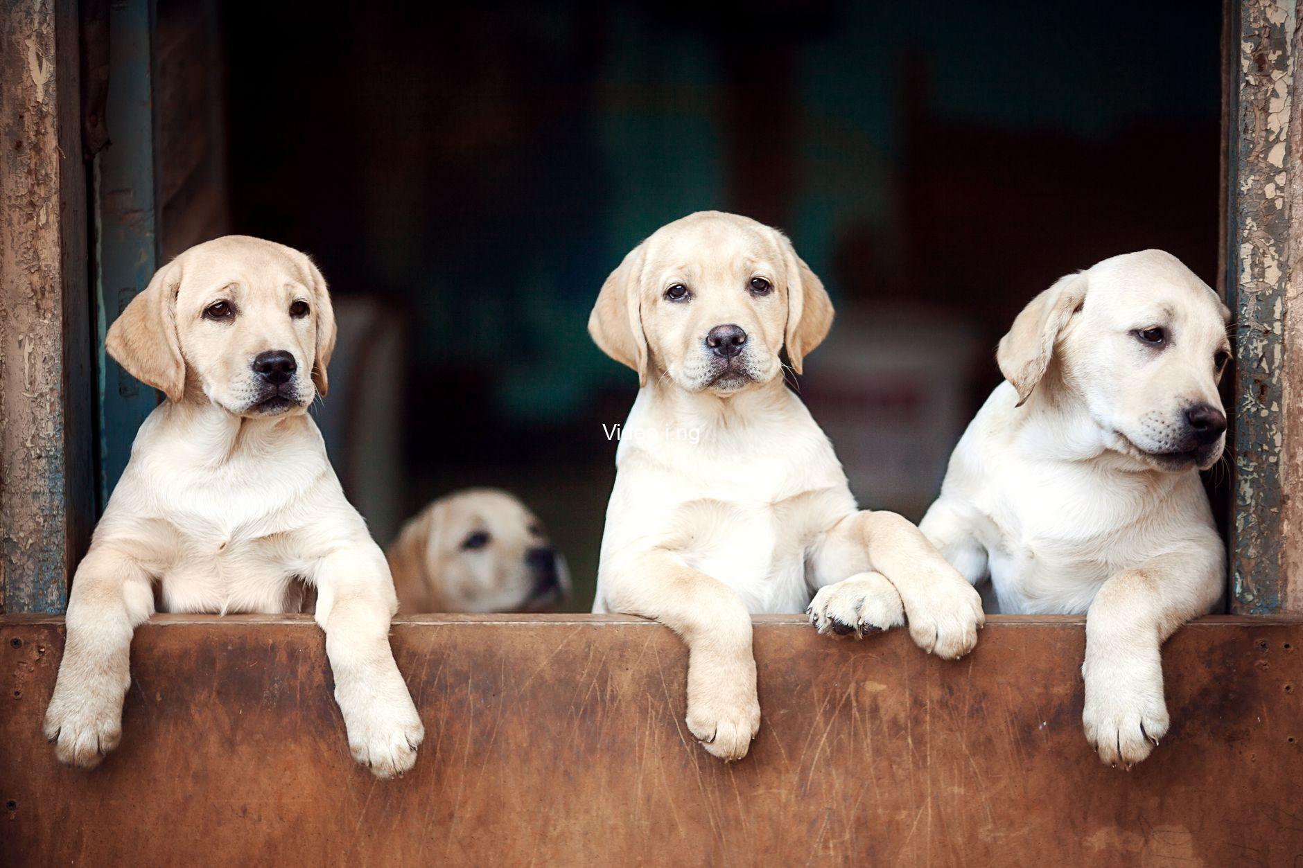 Hundreds of puppies called me father. But I trained them to kill.