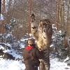 Gigantic siberian tiger Igor
