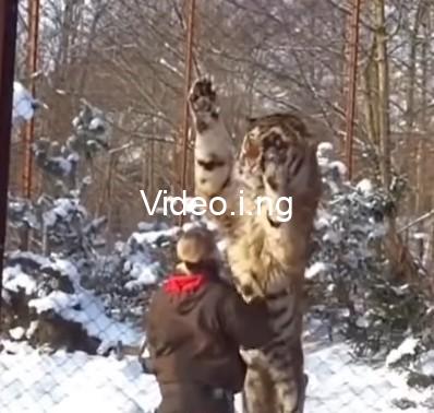 Gigantic siberian tiger Igor