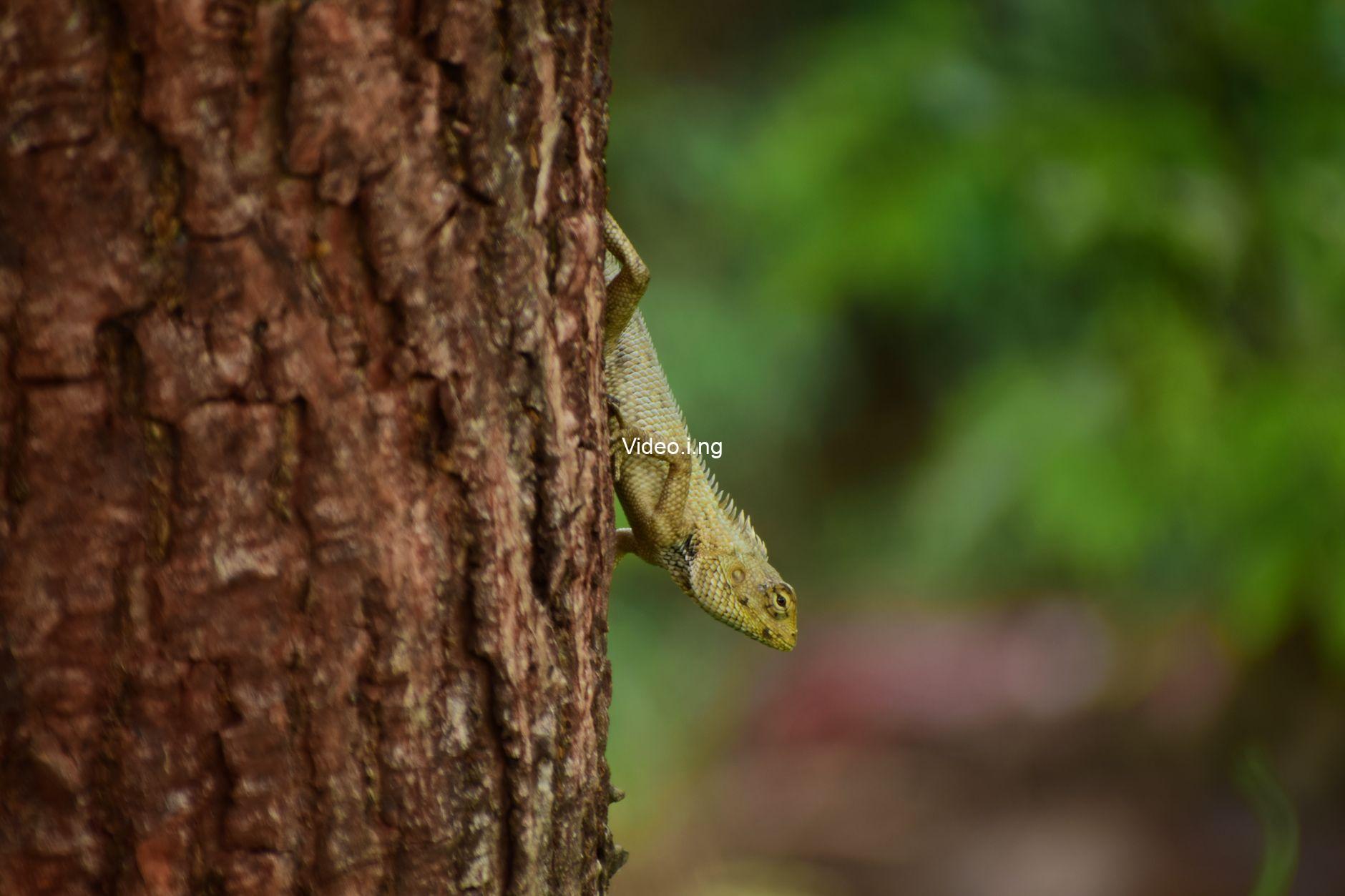 Is Meccha Chameleon on Mac? All Platforms The Hide & Seek Game Is Available On