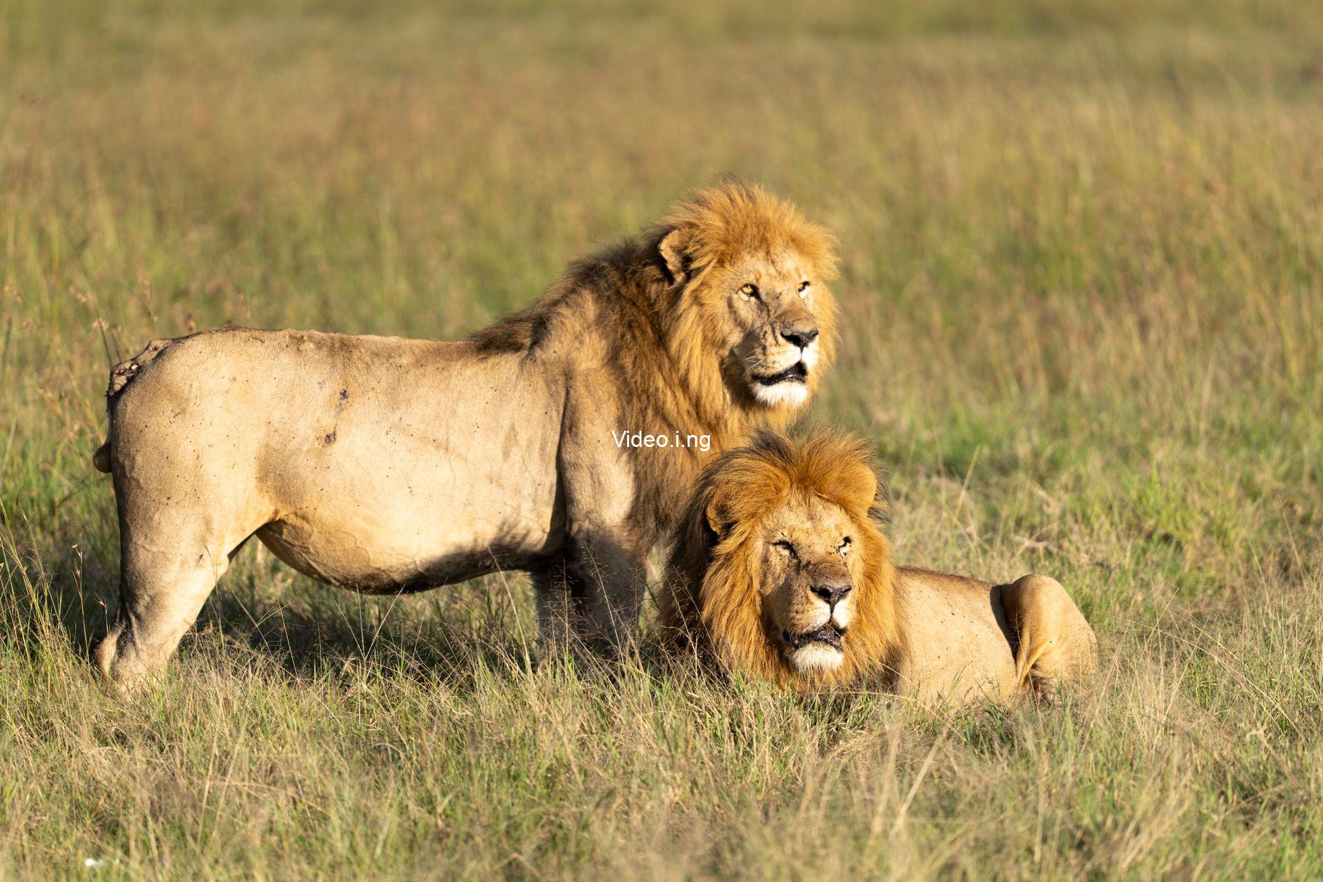Tiger vs Lion: Science Finally Settles the Debate 🐅🦁 #wildlife #documentary #naturestories