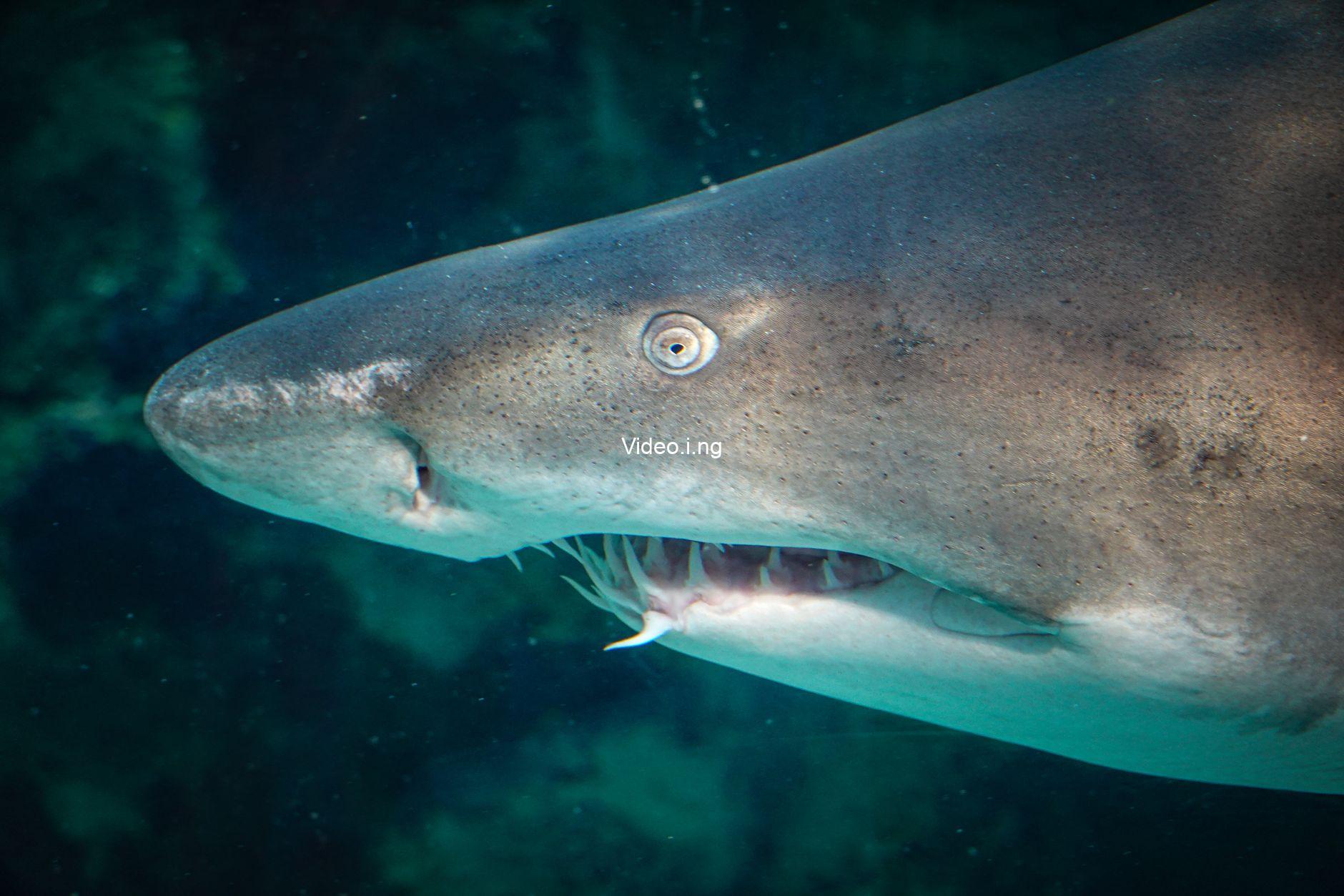 Jeff Wadlow Discusses His New Shark Movie The Devil’s Mouth (INTERVIEW)