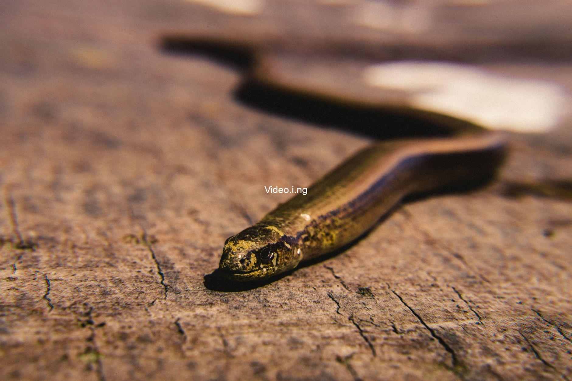 Snake Creek (2025) MOVIE