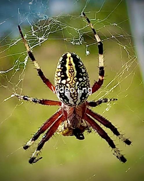 Spider man brand new day 2026 trailer release date
