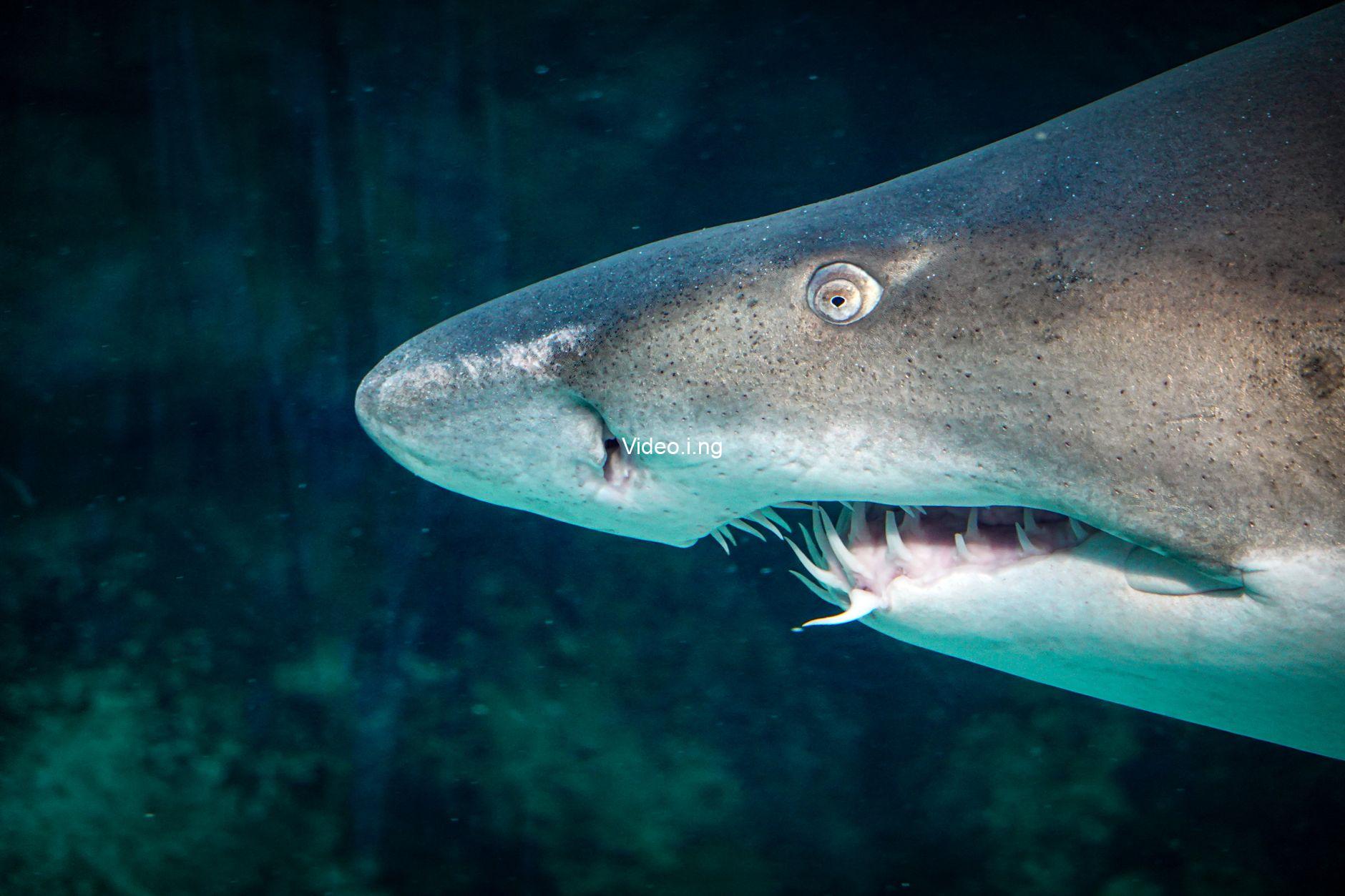 The Devil’s Mouth Review: Kathryn Newton vs. Shark