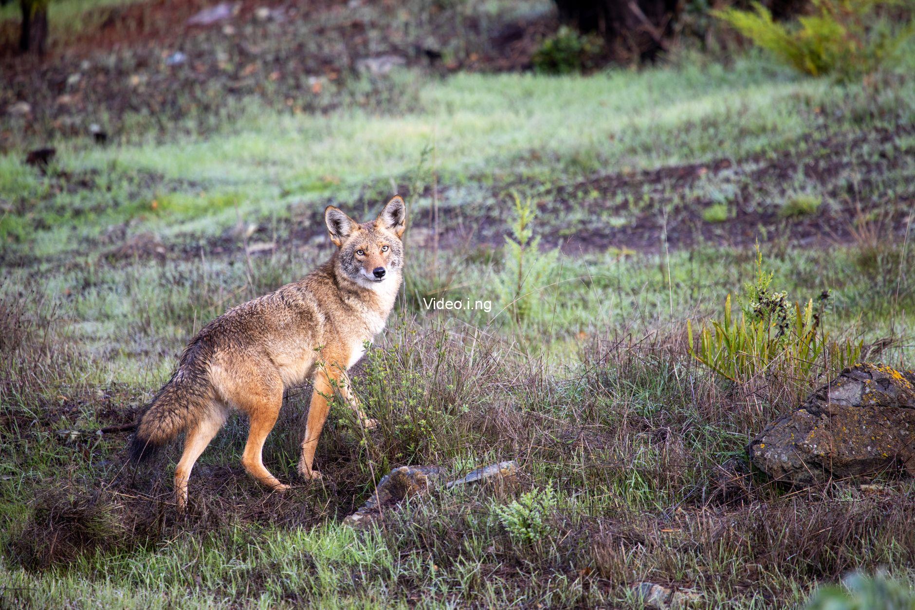 Coyote vs. Acme Review: The Looney Tunes Hilariously and Profoundly Denounce Corporate Greed