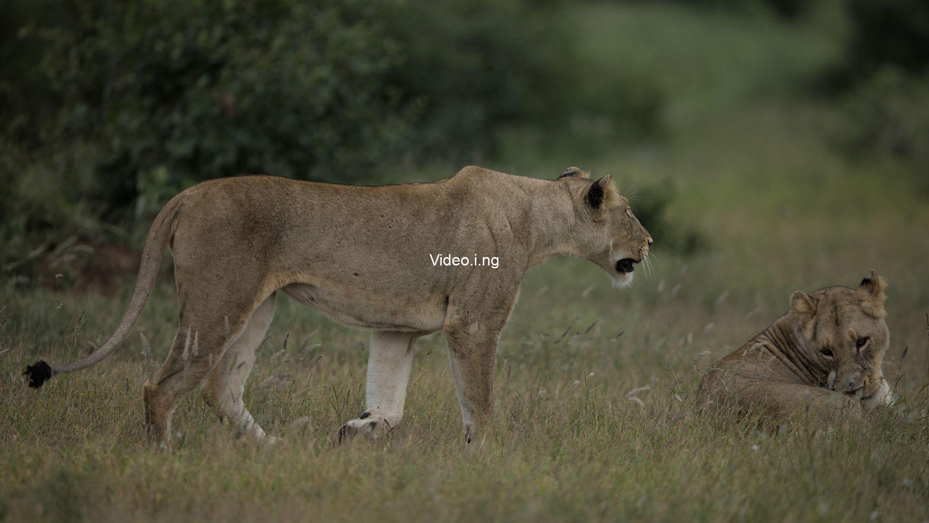Lioness Season 3 Episode 1 Recap: The War Just Followed Joe Home
