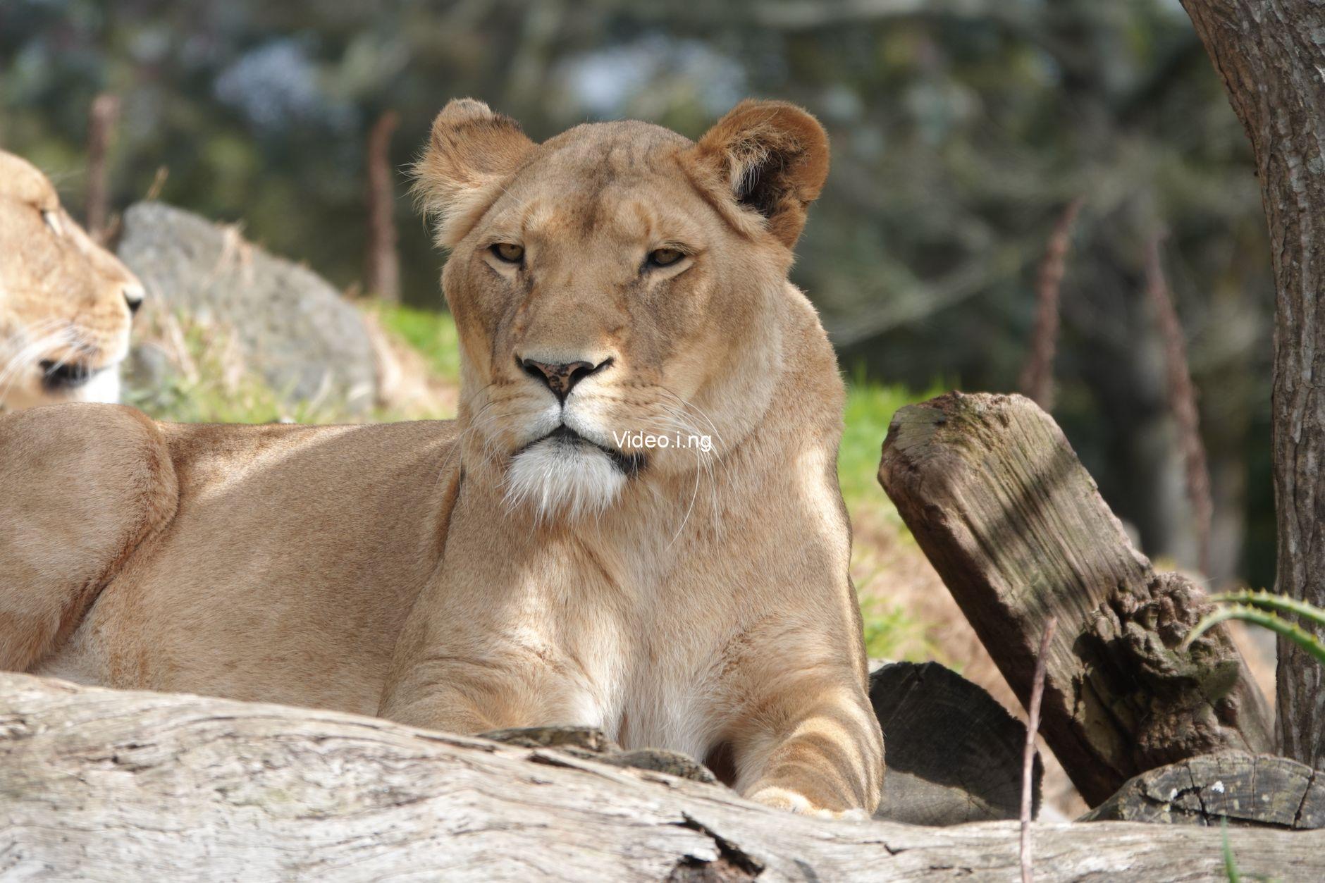 Lioness Season 3 Release Schedule: When Do New Episodes Release?