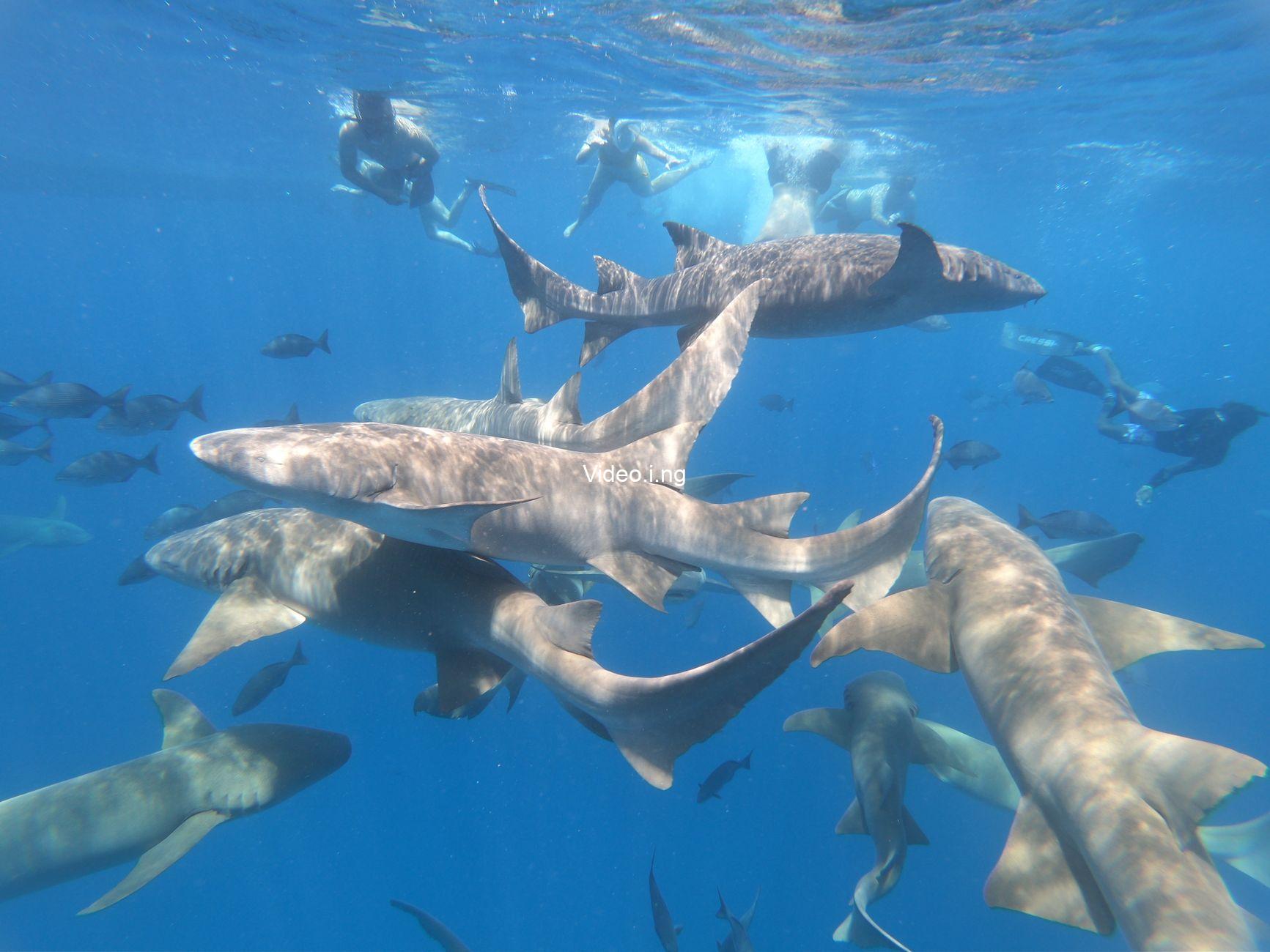 Lone Star Shark (2025) MOVIE